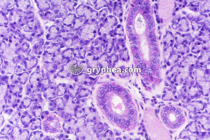 Glande salivaire mammifère x100 - gryphea.org